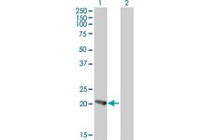 Western Blot analysis of PFDN5 expression in transfected 293T cell line by PFDN5 MaxPab polyclonal antibody.