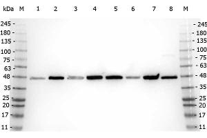 Western Blot of Rabbit anti-Beta Amyloid antibody. (beta Amyloid antibody  (N-Term))