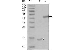 Western blot analysis using PARL mouse mAb against truncated Trx-PARL recombinant protein (1) and truncated MBP-PARL(aa112-167) recombinant protein (2).