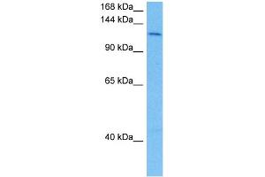 Host:  Mouse  Target Name:  SMC3  Sample Tissue:  Mouse Liver  Antibody Dilution:  1ug/ml (SMC3 antibody  (N-Term))