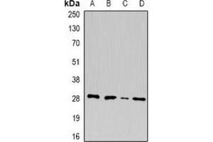 Western blot analysis of U2AF1 expression in A549 (A), MCF7 (B), mouse pancreas (C), rat liver (D) whole cell lysates. (U2AF1 antibody)