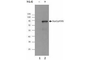 Western Blotting (WB) image for anti-Signal Transducer and Activator of Transcription 3 (Acute-Phase Response Factor) (STAT3) (pTyr705) antibody (ABIN2666371) (STAT3 antibody  (pTyr705))