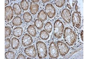 IHC-P Image MST4 antibody [N2C3] detects MST4 protein at cytoplasm in rat colon by immunohistochemical analysis. (STK26/MST4 antibody  (Center))