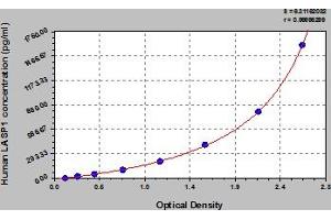 LASP1 ELISA Kit