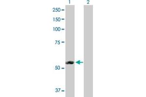 Western Blot analysis of ERMAP expression in transfected 293T cell line by ERMAP MaxPab polyclonal antibody. (ERMAP antibody  (AA 1-475))