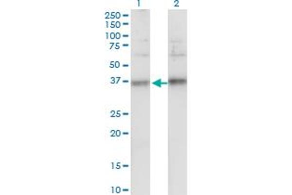 TSPAN32 antibody  (AA 194-290)