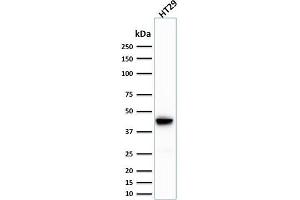 Western Blot Analysis of human HT29 cell lysate using Cytokeratin 20 (KRT20) Mouse Monoclonal Antibody (SPM191). (KRT20 antibody  (AA 196-323))