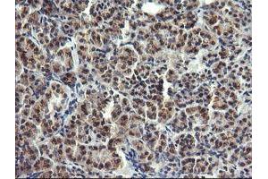 Image no. 1 for anti-Lysozyme (LYZ) antibody (ABIN1499237) (LYZ antibody)