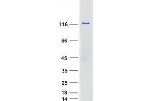 Validation with Western Blot (PUM2 Protein (Myc-DYKDDDDK Tag))