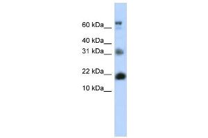 WB Suggested Anti-BUD31 Antibody Titration:  0. (BUD31 antibody  (N-Term))