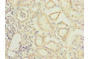 Immunohistochemistry of paraffin-embedded human kidney tissue using ABIN7168400 at dilution of 1:100 (RBPMS antibody  (AA 1-219))