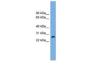 WB Suggested Anti-FAM3D Antibody Titration: 0. (FAM3D antibody  (Middle Region))