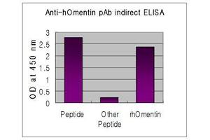 Indirect ELISA of recombinant humen Omentin & synthetic human Nampt peptide (control)  using anti-Omentin (human), pAb  at 1:50,000 dilution. (ITLN1/Omentin antibody  (AA 95-115))