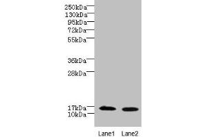 Western blot All lanes: FAM136A antibody at 8 μg/mL Lane 1: Hela whole cell lysate Lane 2: Caco-2 whole cell lysate Secondary Goat polyclonal to rabbit IgG at 1/10000 dilution Predicted band size: 16 kDa Observed band size: 16 kDa (FAM136A antibody  (AA 2-138))