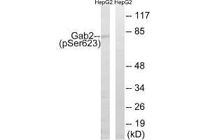 Western Blotting (WB) image for anti-GRB2-Associated Binding Protein 2 (GAB2) (pSer623) antibody (ABIN1847780) (GAB2 antibody  (pSer623))