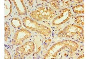 Immunohistochemistry of paraffin-embedded human kidney tissue using ABIN7161640 at dilution of 1:100 (KLRC1 antibody  (AA 114-233))
