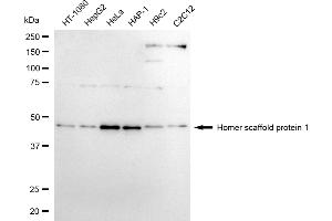 Western blotting analysis using homer scaffold protein 1 antibody (ABIN7800940). (Recombinant Homer Scaffold Protein 1 antibody)