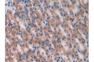 IHC-P analysis of Rat Stomach Tissue, with DAB staining. (GPI antibody  (AA 335-558))