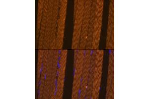 Immunofluorescence analysis of Rat skeletal muscle using FBP2 antibody  at dilution of 1:100. (FBP2 antibody  (AA 1-339))
