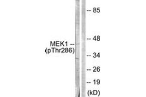 Western blot analysis of extracts from K562 cells, using MEK1 (Phospho-Thr286) Antibody.