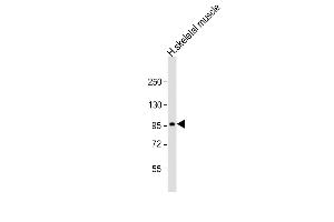 SULF1 antibody  (AA 704-738)