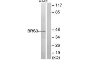 Western blot analysis of extracts from HuvEc cells, using BRS3 Antibody. (BRS3 antibody  (AA 161-210))