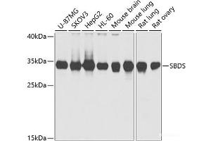 Western blot analysis of extracts of various cell lines using SBDS Polyclonal Antibody at dilution of 1:1000. (SBDS antibody)