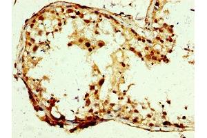 IHC image of ABIN7146356 diluted at 1:250 and staining in paraffin-embedded human testis tissue performed on a Leica BondTM system.