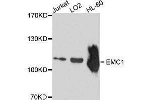 Western blot analysis of extracts of various cell lines, using EMC1 antibody (ABIN4903571) at 1:1000 dilution. (KIAA0090 antibody)
