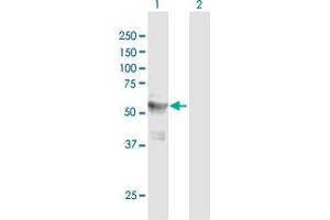 Western Blot analysis of LPCAT4 expression in transfected 293T cell line ( H00254531-T01 ) by LPCAT4 MaxPab polyclonal antibody.