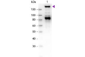 Western Blot of Goat Anti-Alpha-2-Macroglobulin antibody. (alpha 2 Macroglobulin antibody)