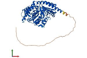 Protein Structure (PS) image for Alanine-Glyoxylate Aminotransferase 2-Like 1 (AGXT2L1) (AA 1-499) protein (His tag) (ABIN7552531)