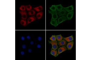 ABIN6261780 and ABIN6279430 staining HepG2 cells by IF/ICC. (FOLR2 antibody  (Internal Region))