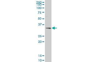 SIX3 monoclonal antibody (M08), clone 2B9 Western Blot analysis of SIX3 expression in 293 . (SIX3 antibody  (AA 273-332))