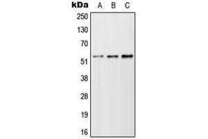 Western blot analysis of TFEB expression in A549 (A), NIH3T3 (B), H9C2 (C) whole cell lysates. (TFEB antibody  (N-Term))