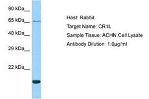 Image no. 1 for anti-Complement Component (3b/4b) Receptor 1-Like (CR1L) (AA 57-106) antibody (ABIN6750004)
