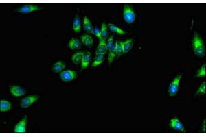 Immunofluorescent analysis of Hela cells using ABIN7160421 at dilution of 1:100 and Alexa Fluor 488-congugated AffiniPure Goat Anti-Rabbit IgG(H+L) (MPZL1 antibody  (AA 195-258))