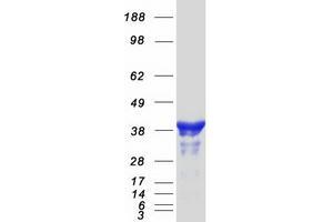 Validation with Western Blot (NDEL1 Protein (Transcript Variant 2) (Myc-DYKDDDDK Tag))
