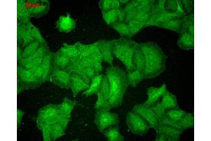 Immunocytochemistry/Immunofluorescence analysis using Mouse Anti-PSD95 Monoclonal Antibody, Clone 7E3 . (DLG4 antibody  (HRP))