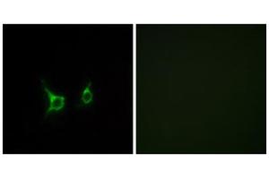 Immunofluorescence analysis of COS-7 cells, using FFAR2 antibody. (FFAR2 antibody  (C-Term))
