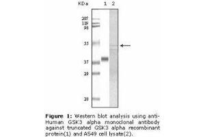 Image no. 2 for anti-Glycogen Synthase Kinase 3 alpha (GSK3a) antibody (ABIN232113) (GSK3 alpha antibody)