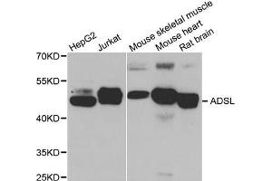 Western Blotting (WB) image for anti-Adenylosuccinate Lyase (ADSL) antibody (ABIN1980294) (Adenylosuccinate Lyase antibody)