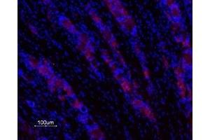 Expression of Galanin receptor 1 in rat DRG - Immunohistochemical staining of rat dorsal root ganglia (DRG) frozen section using Anti-GALR1 Antibody (ABIN7043180 and ABIN7044397), (1:200), (red). (Galanin Receptor 1 antibody  (1st Extracellular Loop))