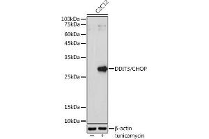 Western blot analysis of extracts of C2C12 cells, using DDIT3/CHOP antibody (ABIN3020709, ABIN3020710, ABIN3020711, ABIN1512759 and ABIN6213685) at 1:1000 dilution. (DDIT3 antibody  (C-Term))