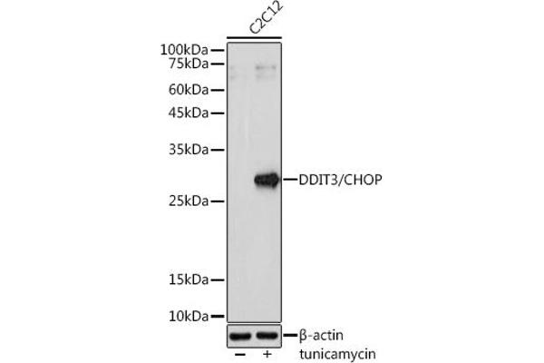 DDIT3 antibody  (C-Term)