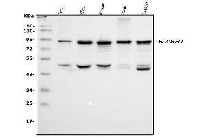 Western blot analysis of EWSR1 using anti-EWSR1 antibody (ABIN3043825). (EWSR1 antibody  (Middle Region))