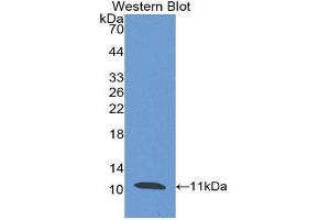 Western Blotting (WB) image for anti-Peptidase Inhibitor 3, Skin-Derived (PI3) (AA 41-117) antibody (ABIN1175840) (PI3 antibody  (AA 41-117))