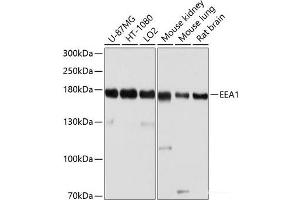 Western blot analysis of extracts of various cell lines using EEA1 Polyclonal Antibody at dilution of 1:1000. (EEA1 antibody)