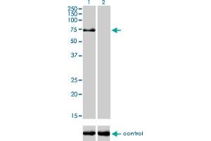 Western blot analysis of TRIM32 over-expressed 293 cell line, cotransfected with TRIM32 Validated Chimera RNAi (Lane 2) or non-transfected control (Lane 1). (TRIM32 antibody  (AA 105-204))