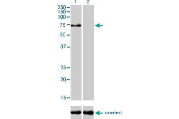 TRIM32 anticorps  (AA 105-204)